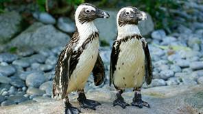 【止旅行癮】線上參加國際音樂Party、遊覽動物園！必試3款虛擬旅遊體驗